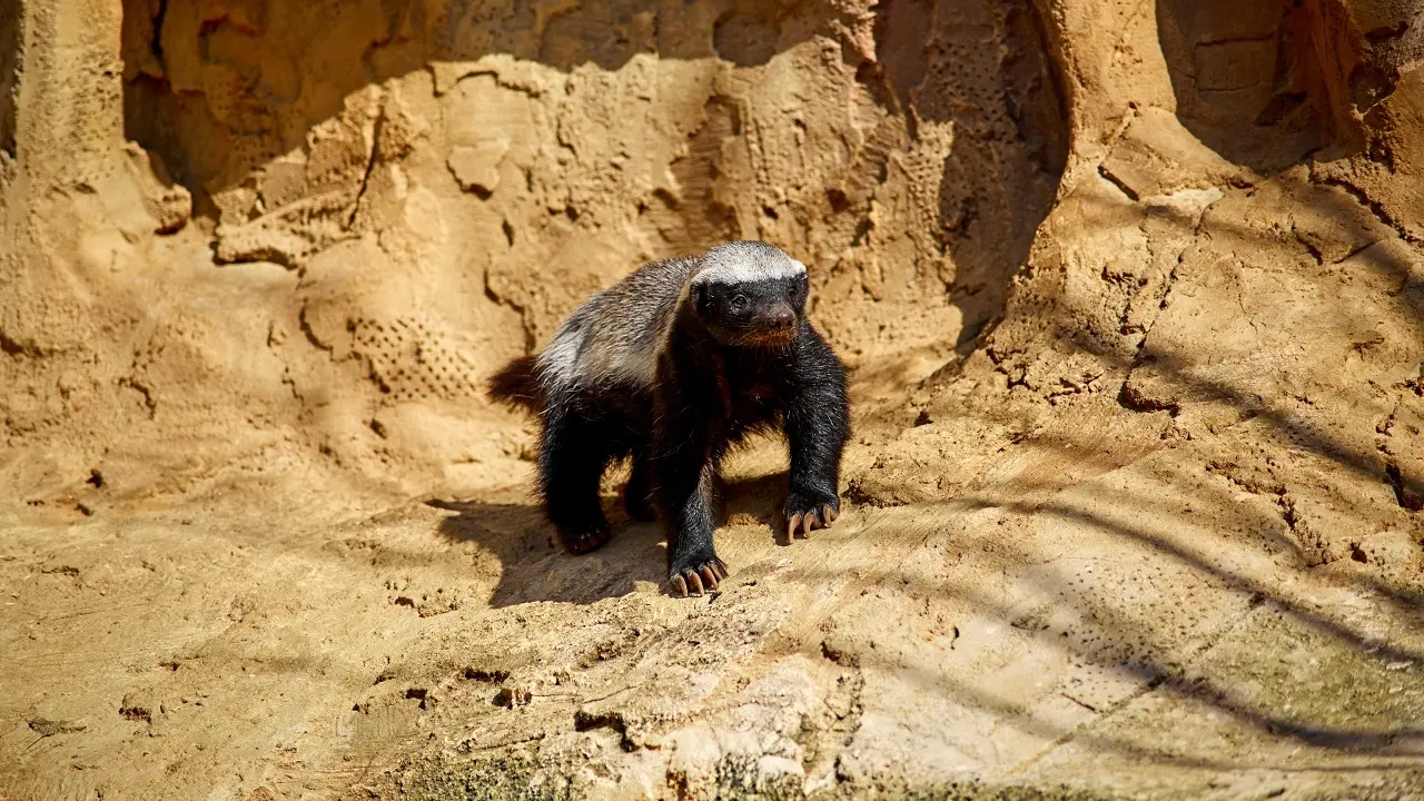 Veja por que o Ratel e considerado a animal mais forte do mundo