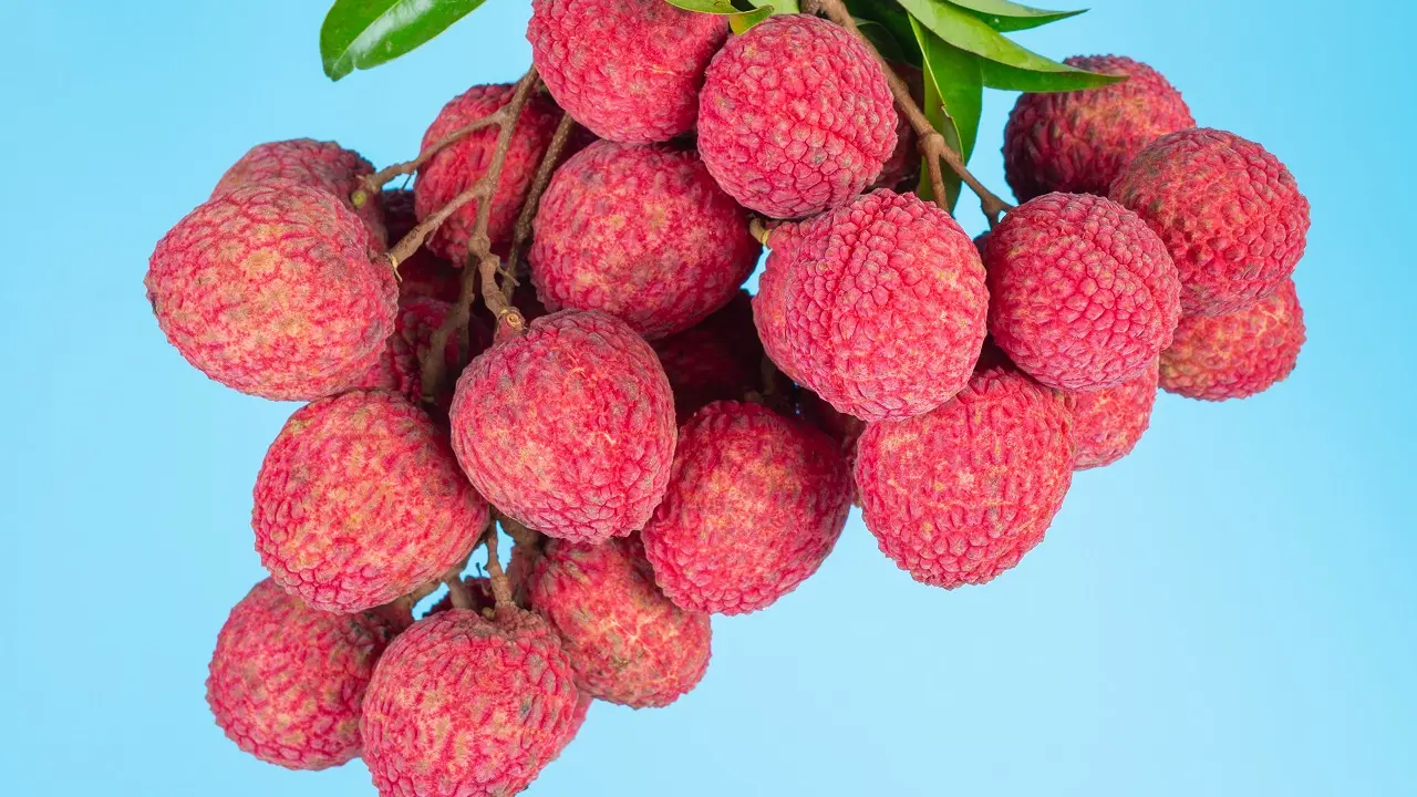 Explore as tendências da lichia em 2024: saúde, sabor e prosperidade em cada fruto!