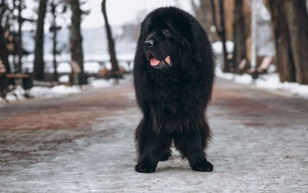 Cão Terra Nova: quanto custa o cachorro que salva vidas?