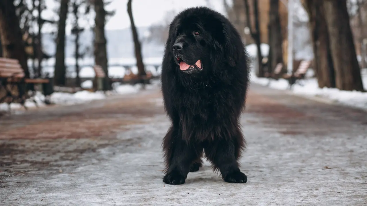 "Conheça o adorável cão Terra Nova: história, características, preço e curiosidades sobre essa incrível raça de gigantes gentis."