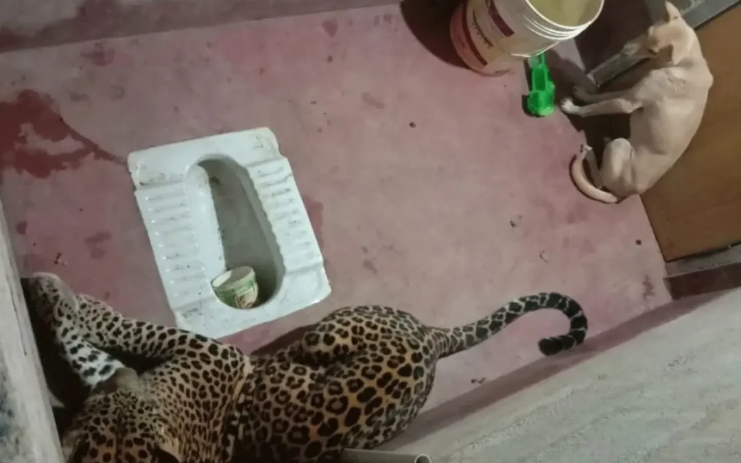 Leopardo fica preso com cachorro no banheiro e reação surpreende