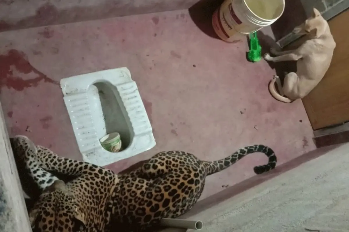 Um leopardo e um cachorro presos juntos em um banheiro oferecem uma lição sobre liberdade e empatia no reino animal.