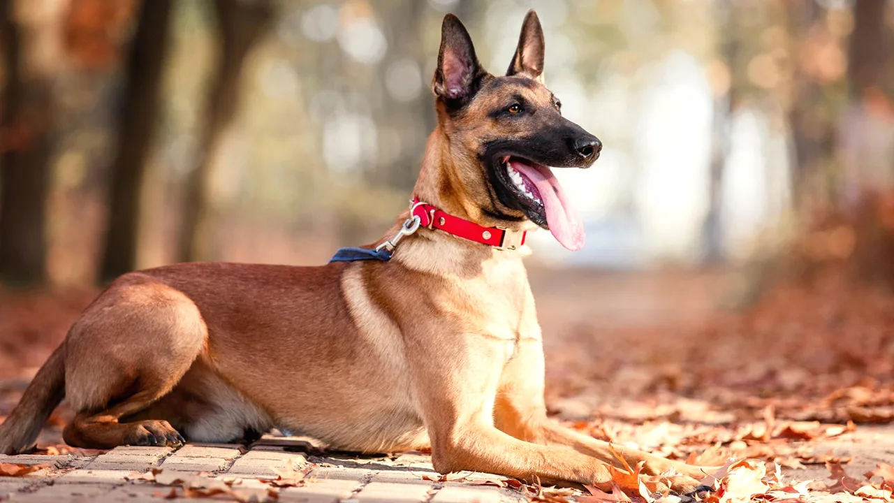 O cachorro mais inteligente do mundo.