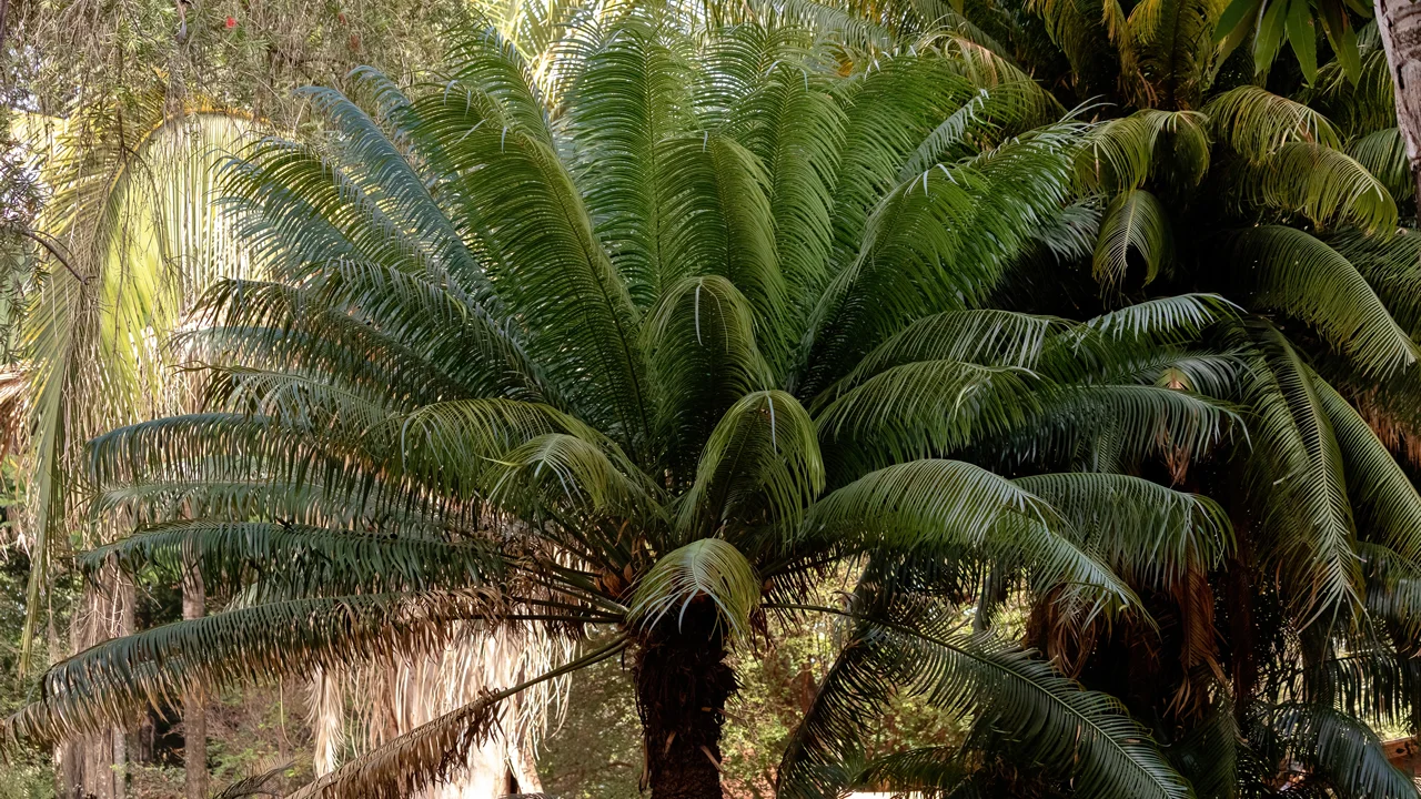 Plantas pré-históricas que você pode ter no seu jardim